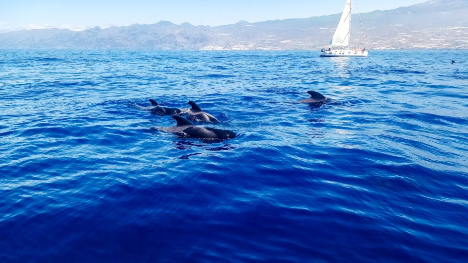 Los Gigantes: Whales and Dolphin Watching Cruise with Lunch - Sailing Out: What You See Before You Even Spot the Whales