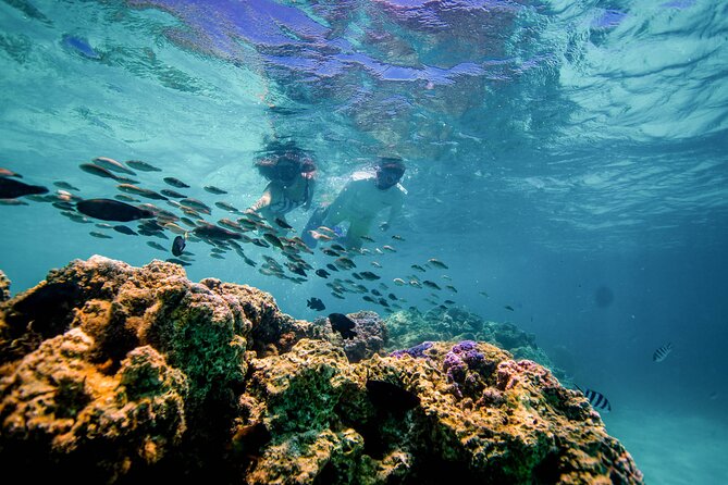 LUXURY PRIVATE Catamaran Bora Bora : Half-Day Trip - Snorkel stop: swimming where the fish feel close