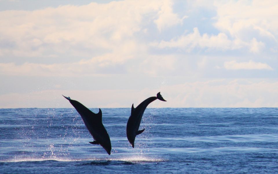 Madeira: 2.5-Hour Whale and Dolphin-Watching Cruise - Who this cruise suits best (and who might rethink it)