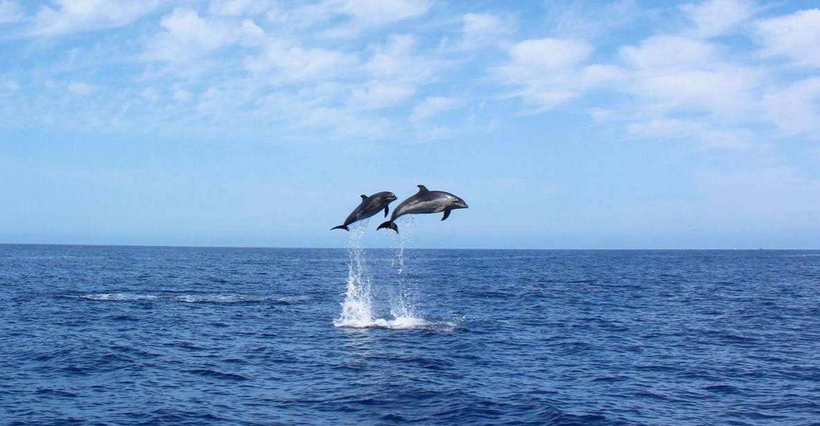 Madeira: 2.5-Hour Whale and Dolphin-Watching Cruise - Calheta and Madeira’s south-west coast: why this route works