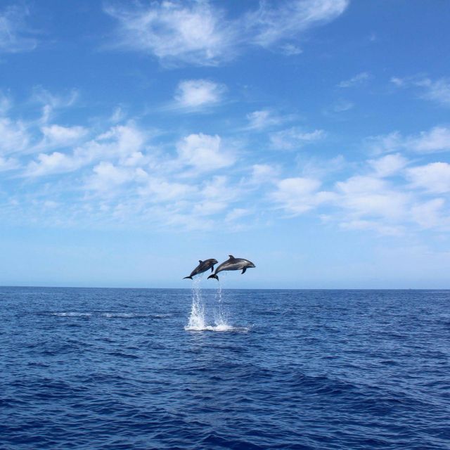 Madeira: 2.5-Hour Whale and Dolphin-Watching Cruise - Whale and dolphin watching with animals’ well-being in mind