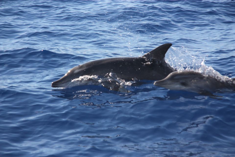 Madeira: 2.5-Hour Whale and Dolphin-Watching Cruise - Your 2.5-hour flow: briefing, cruise, swim, and photo moments