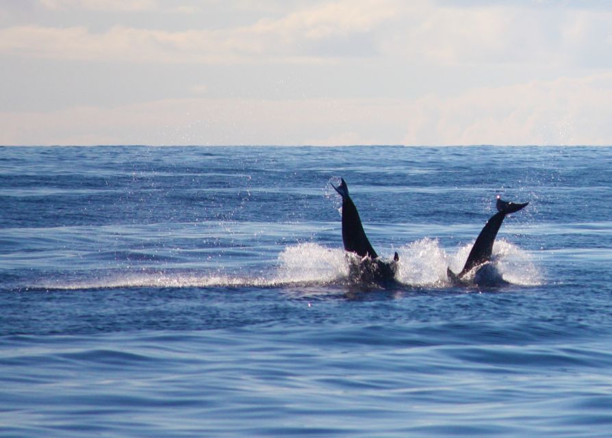 Madeira: 2.5-Hour Whale and Dolphin-Watching Cruise - Snorkeling in Madeira: what “warm and clear” means for your comfort