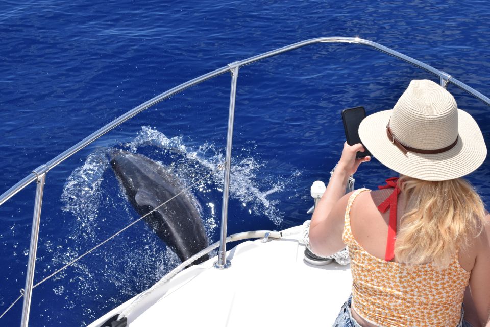 Madeira: 2.5-Hour Whale and Dolphin-Watching Cruise - Price and value: is $81 for 2.5 hours a fair deal?