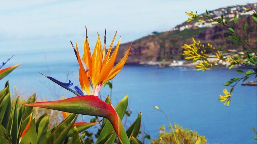 Madeira: Cabo Girao, Jeep Tour Adventure and Wine Tasting - Price and value: why $57 feels fair for what you’re getting