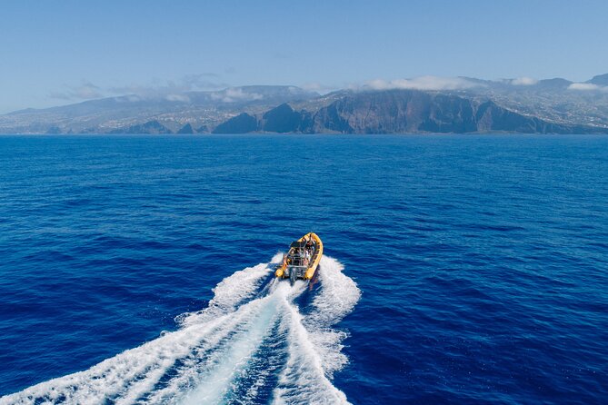 Madeira Dolphin & Whale Watching Tour - Meet Ventura at Cais 8: timing and getting on board
