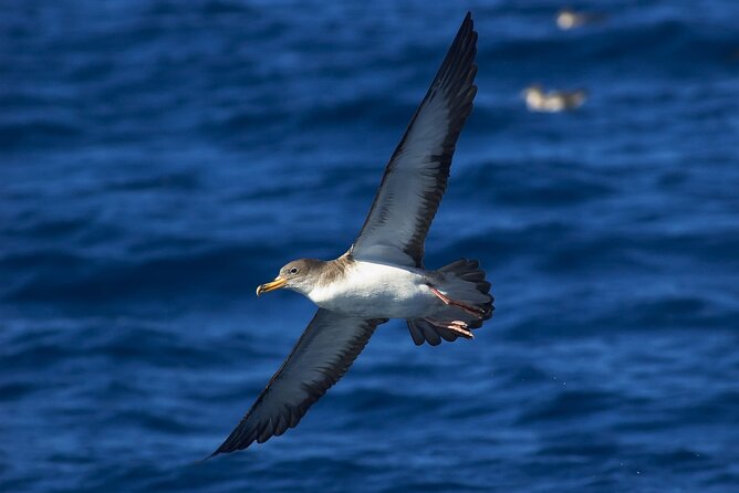 Madeira Dolphin & Whale Watching Tour - Wildlife chances: pilot whales, dolphins, and unexpected extras