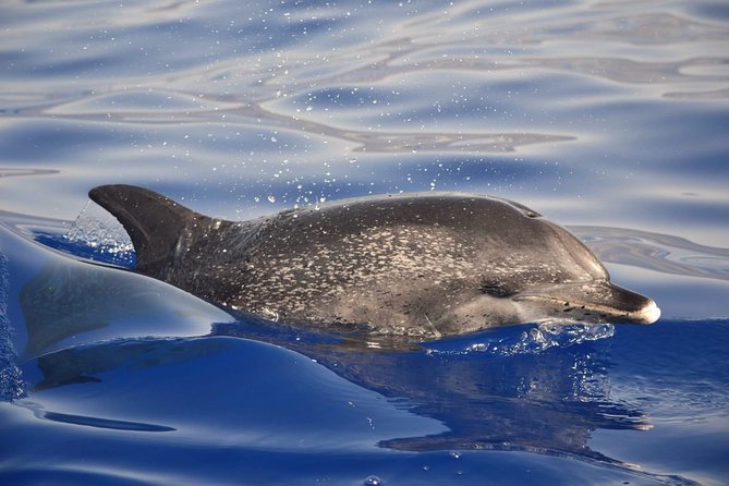 Madeira Dolphin & Whale Watching Tour - How long it lasts (and why you may return sooner)