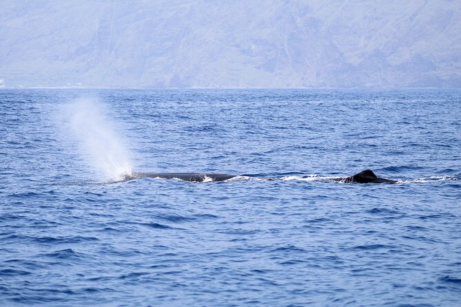 Madeira Dolphin & Whale Watching Tour - Weather and sea conditions: the practical way to plan your day