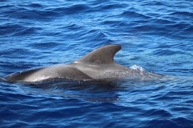 Madeira Dolphin & Whale Watching Tour - Price and value: what $58.05 buys you