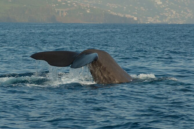 Madeira Dolphin & Whale Watching Tour - The pre-sail briefing: safety plus “what we’re looking for”
