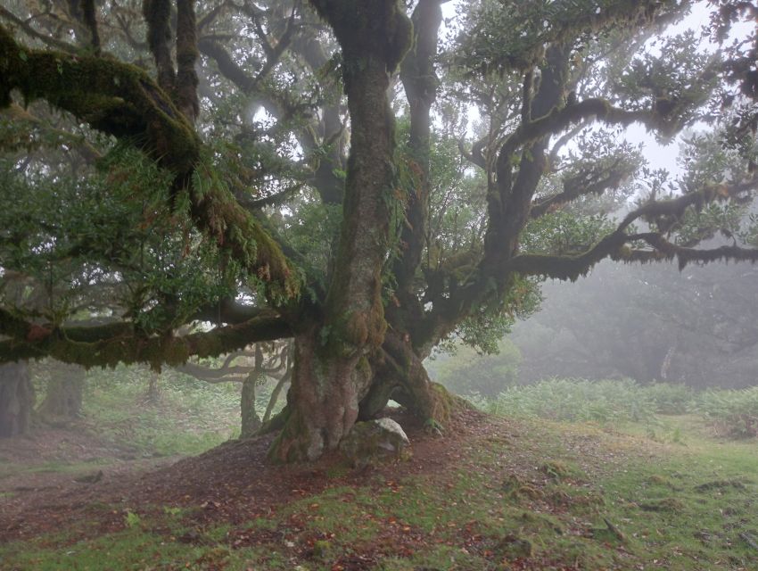 Madeira: Fanal Forest Guided Hiking Tour - Why Fanal Forest Feels Like Madeira’s Must-See Walking Moment