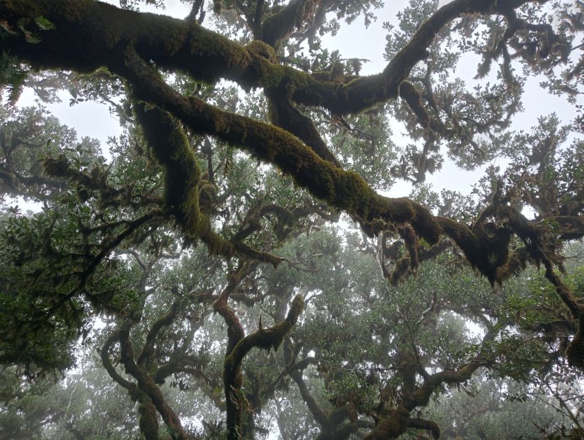 Madeira: Fanal Forest Guided Hiking Tour - Entering Fanal Forest: Centennial Trees and Guided Footsteps