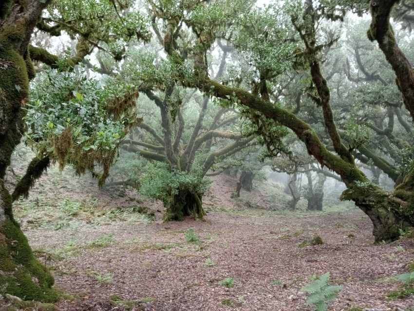 Madeira: Fanal Forest Guided Hiking Tour - Practical Tips That Make This Hike Smoother
