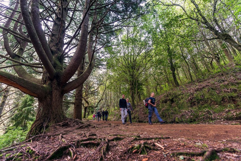 Madeira: Full-Day Laurel Forest Guided Walking Tour - Key highlights worth knowing