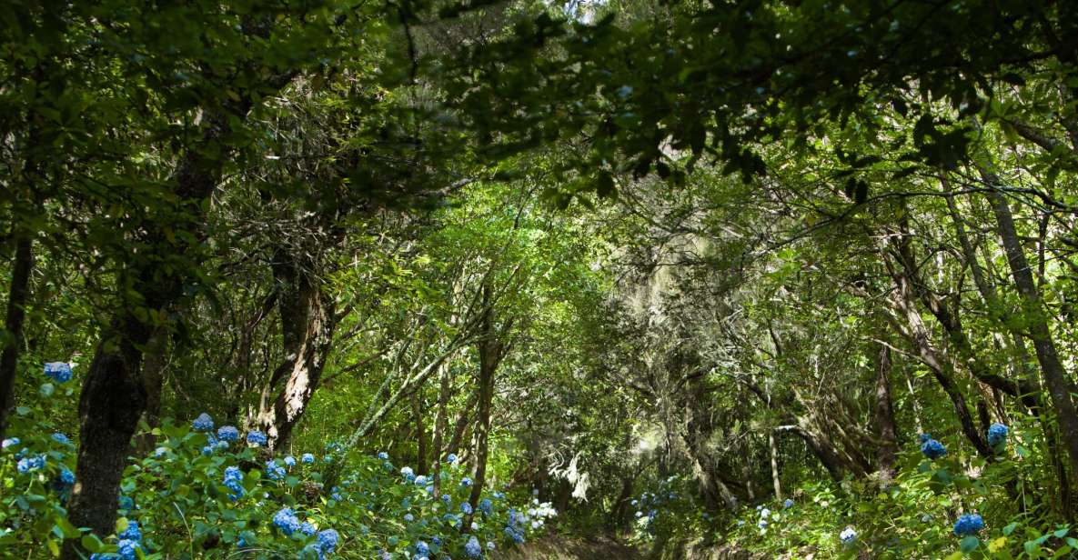 Madeira: Full-Day Laurel Forest Guided Walking Tour - Madeira’s levadas: why this laurel-forest walk feels special