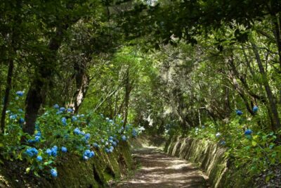 Madeira: Full-Day Laurel Forest Guided Walking Tour - Getting to Queimadas Forestry Park from Funchal: plan for a long-ish drive