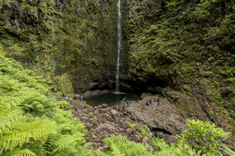Madeira: Full-Day Laurel Forest Guided Walking Tour - Price and value: is $50 fair for what you get?