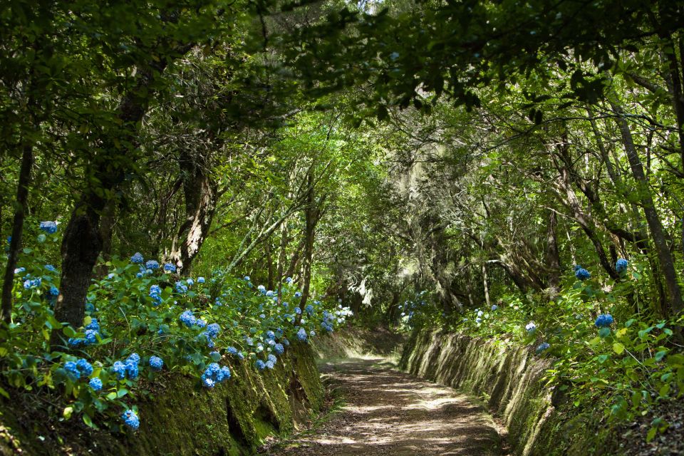 Madeira: Full-Day Laurel Forest Guided Walking Tour - Getting to Queimadas Forestry Park from Funchal: plan for a long-ish drive