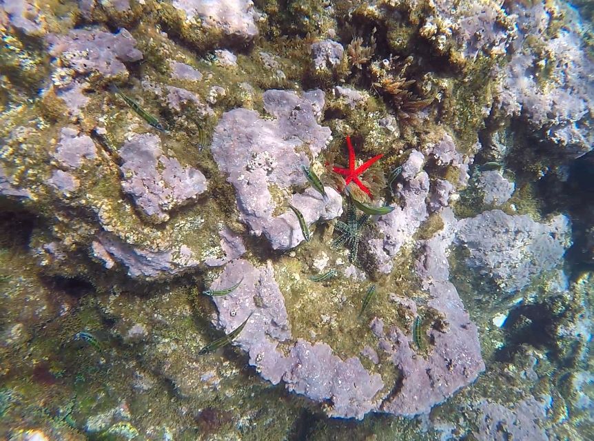 Madeira: Garajau Nature Reserve Kayak and Snorkel Tour - Price and Value in Madeira: Is $41 a Fair Deal?