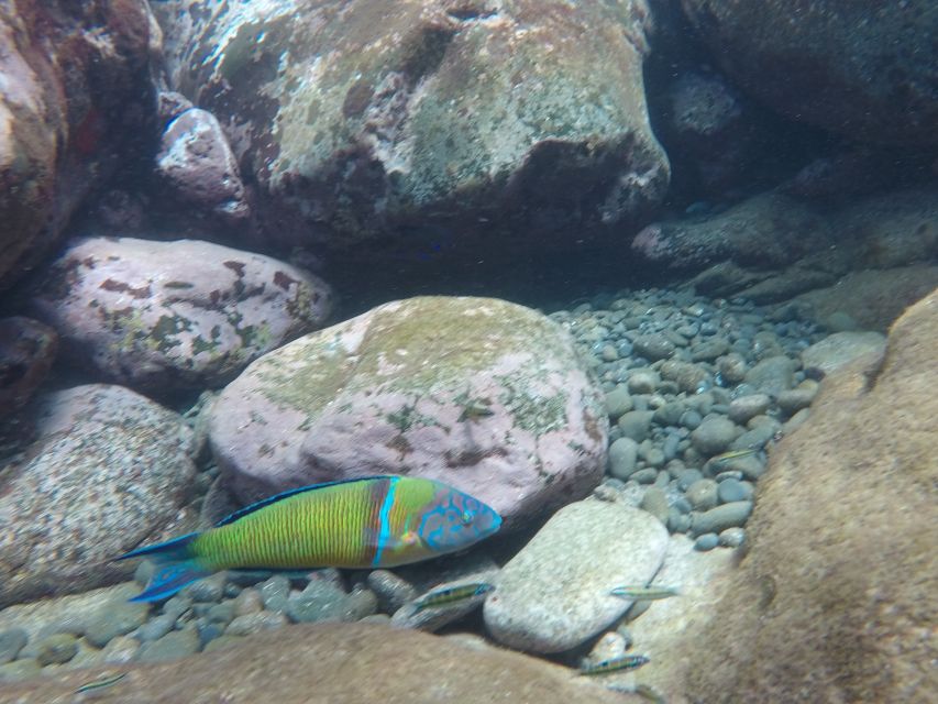 Madeira: Garajau Nature Reserve Kayak and Snorkel Tour - Guides and the Madeira Touch: Why the Experience Feels Human
