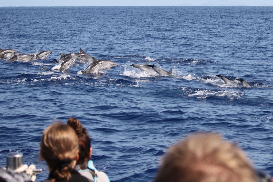 Madeira: Guaranteed Whales or Dolphins Watching Tour - Key things that make this tour worth your time