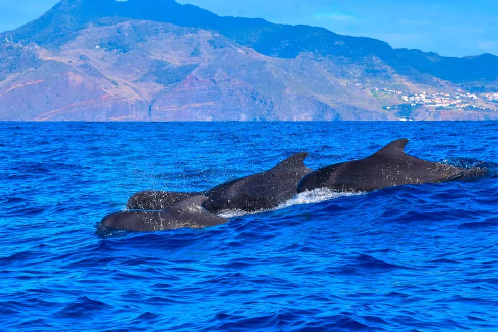 Madeira: Guaranteed Whales or Dolphins Watching Tour - Who Should Book This (and Who Might Want a Different Option)