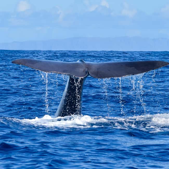Madeira: Guaranteed Whales or Dolphins Watching Tour - Setting Sail From Funchal’s New Marina (and Finding the Boat Fast)