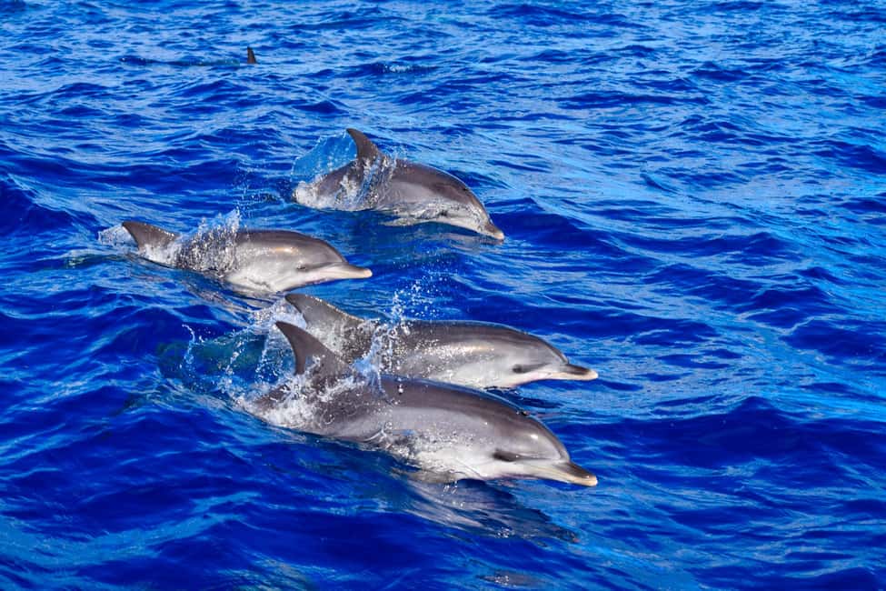 Madeira: Guaranteed Whales or Dolphins Watching Tour - How Spotters Change Your Chances (and Why It Matters)