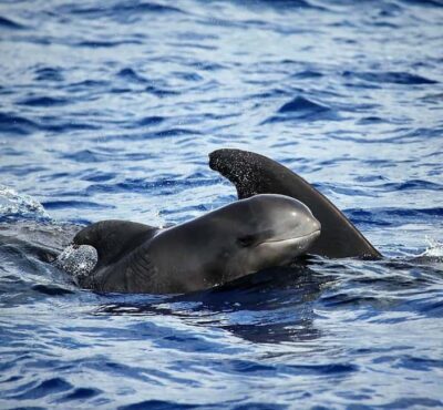 Madeira: Guaranteed Whales or Dolphins Watching Tour - What the 2-Hour Experience Actually Feels Like at Sea