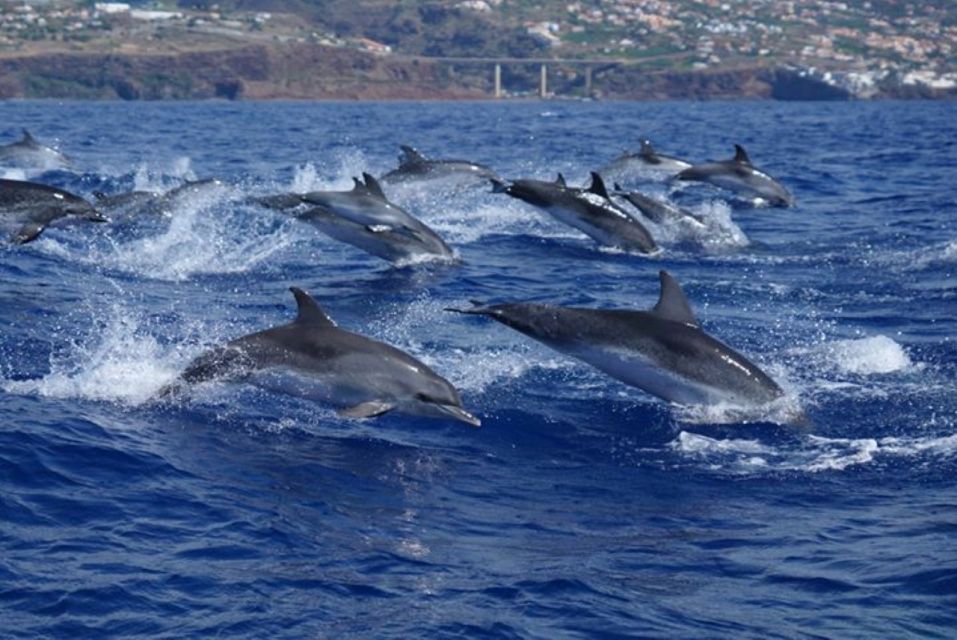 Madeira: Guaranteed Whales or Dolphins Watching Tour - Your Wildlife “Hit List”: Dolphins, Sperm Whales, Pilot Whales, and More