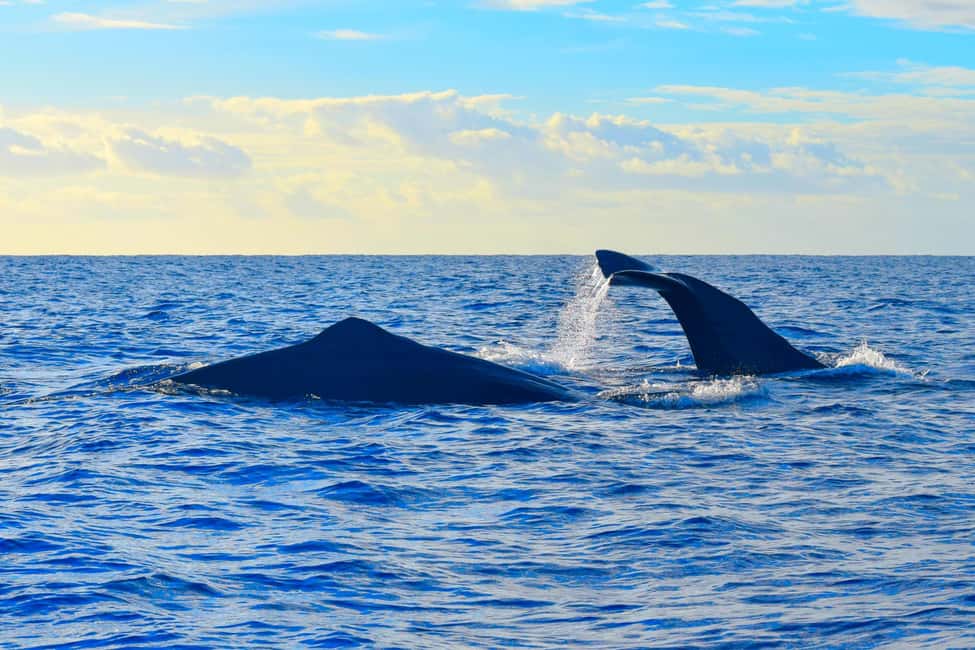 Madeira: Guaranteed Whales or Dolphins Watching Tour - The Ethical Viewing Standard: No Feeding, No Chasing