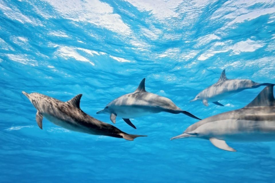 Madeira: Guaranteed Whales or Dolphins Watching Tour - Meeting the Crew: Guides, Biologists, and Skippers Who Can Spot Fast