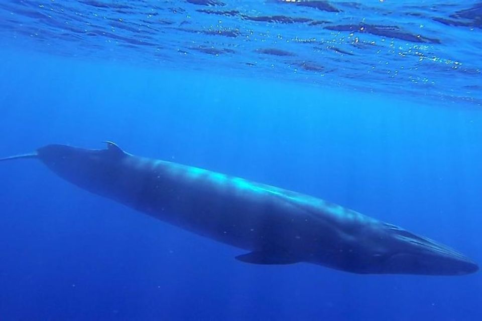 Madeira: Guaranteed Whales or Dolphins Watching Tour - Stop-by-Stop: From Blue Safari Madeira to the Funchal Coast and Back