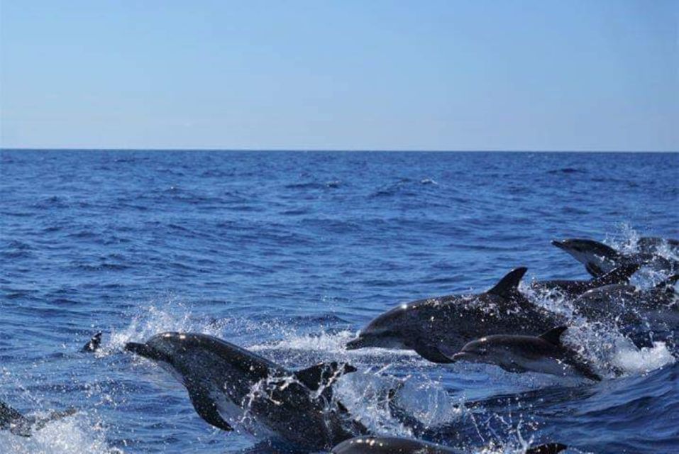 Madeira: Guaranteed Whales or Dolphins Watching Tour - Price and Value: What $55 Buys You (and What It Doesn’t)