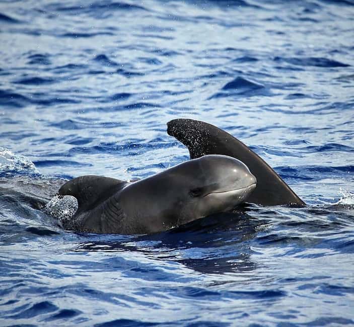 Madeira: Guaranteed Whales or Dolphins Watching Tour - What the 2-Hour Experience Actually Feels Like at Sea