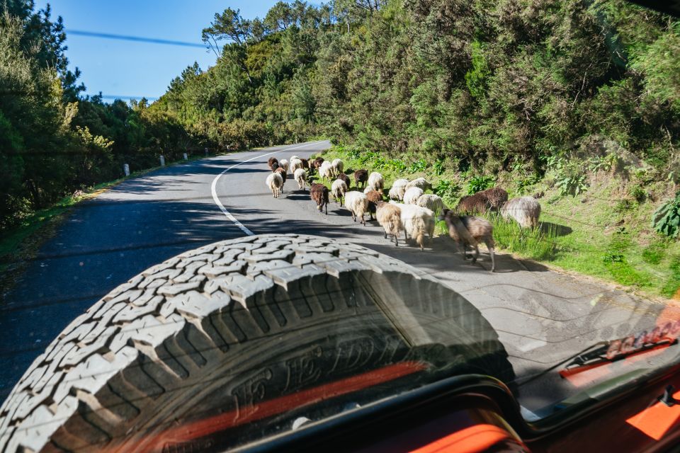 Madeira: Half-Day Pico Arieiro Jeep Tour - Off-Road in the Laurissilva Forest: What It Feels Like