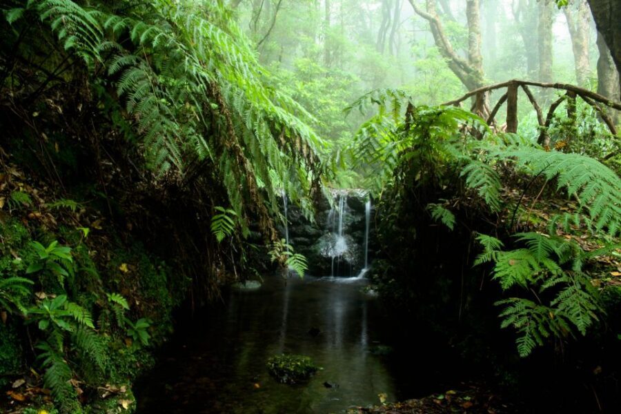 Madeira Island: Caldeirão Verde Levada Walk - Who this levada walk suits best (and who should skip it)