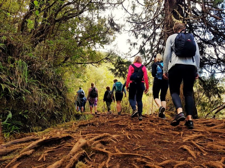 Madeira Island: Caldeirão Verde Levada Walk - Price and value: what $54 buys you on Madeira time