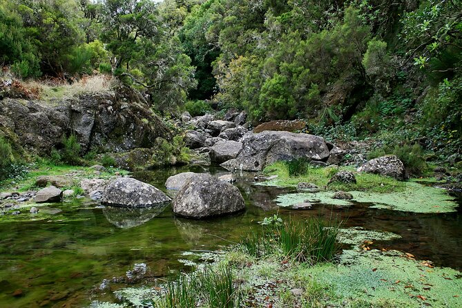 Madeira Levada Walk - Rabacal Lakes and Fountains - Price and value: is $52.86 a fair deal?