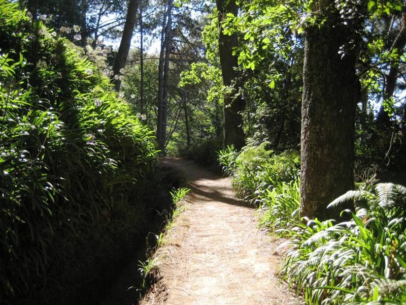 Madeira: Paradise Valley Levada Walk - Getting There From Funchal and Neighboring Towns