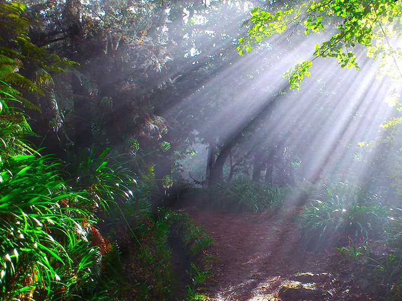 Madeira: Paradise Valley Levada Walk - Hidden Forest, Flora, and Wildlife-Spotting Moments
