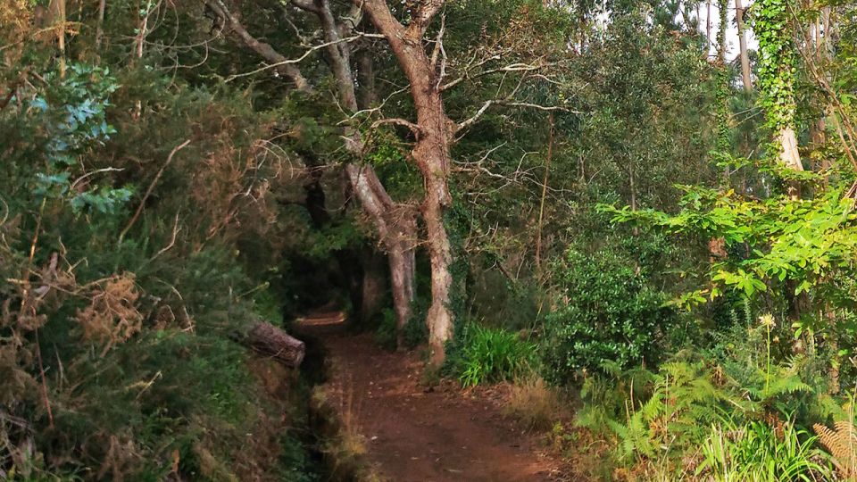 Madeira: Paradise Valley Levada Walk - Gardens, Terraces, and the Camacha View You Can’t Ignore