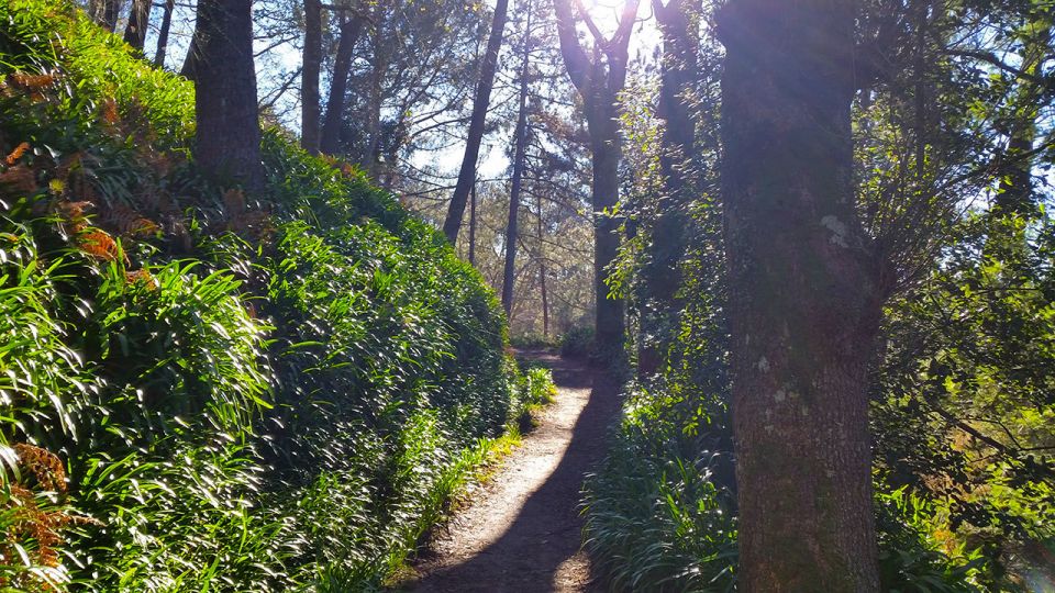 Madeira: Paradise Valley Levada Walk - Pace, Comfort, and What to Bring for 4 Hours Outdoors