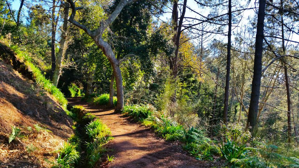 Madeira: Paradise Valley Levada Walk - Who This Tour Fits Best (and Who Might Want Another Option)