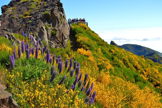 Madeira Peaks - Mountain Walk - Vereda do Pico Ruivo: the old heather forest section you’ll remember