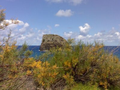 Madeira: Pico do Arieiro & Laurissilva Forest - East tour - Laurisilva Forest and the easy balcões walk