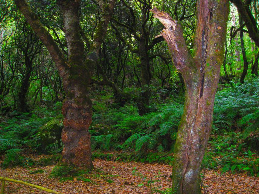 Madeira: Queimadas, Caldeirão Verde and Levada Walk - Who this Madeira walk suits best