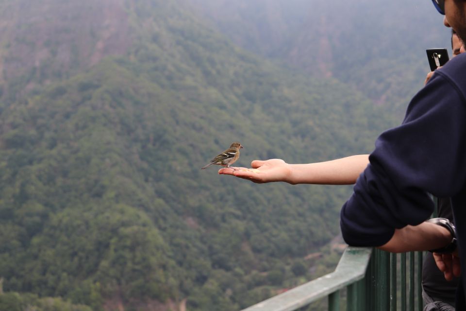 Madeira: Rabaçal 25 Fountains Levada Walk & Cabo Girão - Quick hits: what makes this day tick