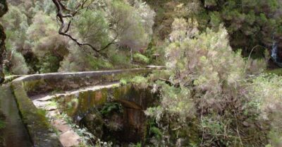 Madeira: Rabaçal Valleys 3-Hour Guided Walk - Laurisilva UNESCO forest: the plants you’ll notice (and why they matter)